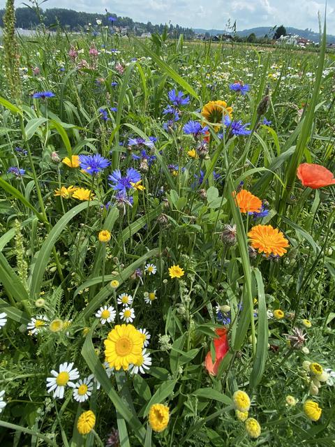70 Blumensorten gedeihen in der Gössendorfer Wiese.