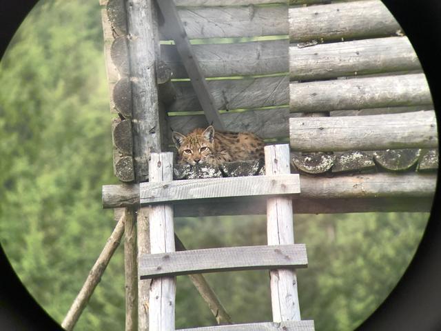 Neugierig blickt der junge Luchs vom Hochstand in der Nähe des Tanner Moors.