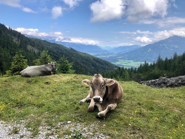 Die Wandersaison hat eben erst so richtig begonnen und schon gibt es wieder negative Schlagzeilen rund um Weidevieh.