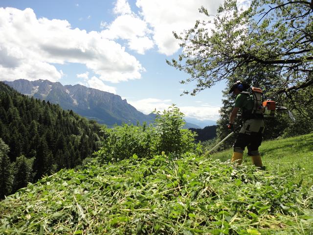 Pflanzen und Bäume, die die Tiere nicht fressen, wurden entfernt. 