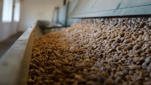 Die Steinobstkerne werden in Herzogenburg verarbeitet.