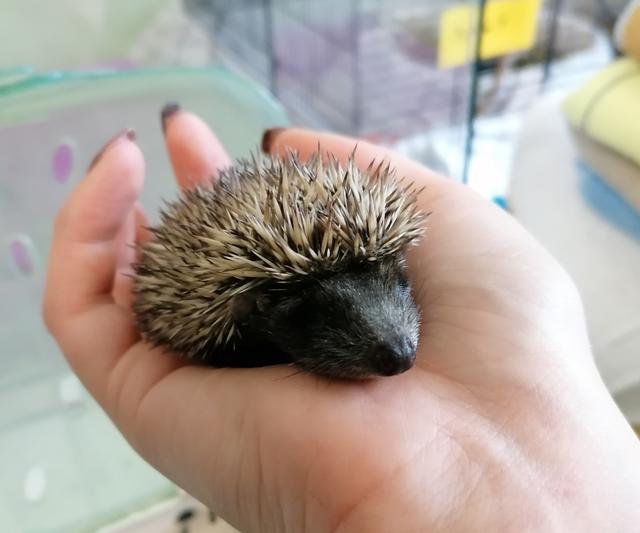 Eine Hand voll Leben: Große wie so kleine Igel und viele andere Tiere haben keine Chance, wenn ein Rasenmähroboter einfach über sie drüber fährt und sie verstümmelt.