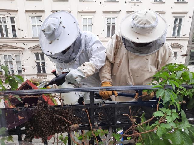 Gewissenhaft wurden die Bienen vom Balkon entfernt.