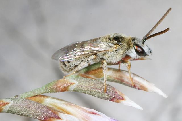 Die seltene Filzfurchenbiene wurde in Drösing entdeckt. | Foto: NHM Wien/Heinz Wiesbauer