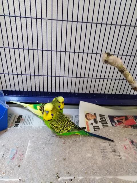 Brokkoli und Gurke suchen ein neues Zuhause.