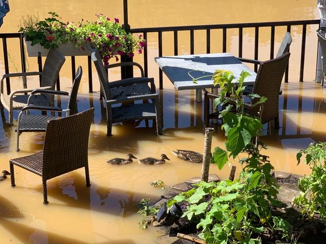 Alle meine Entlein ... – das Thalerseerestaurant hatte dank Hochwasser neue Gäste.