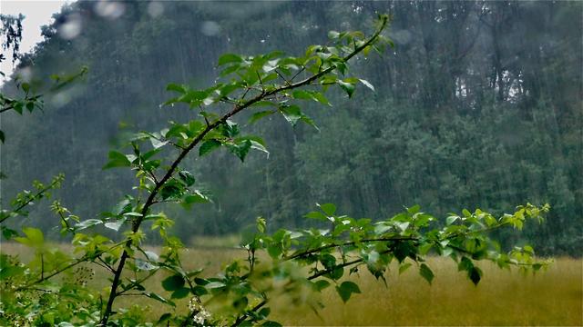 So ein starker Regen, dass sich die Sträucher biegen.