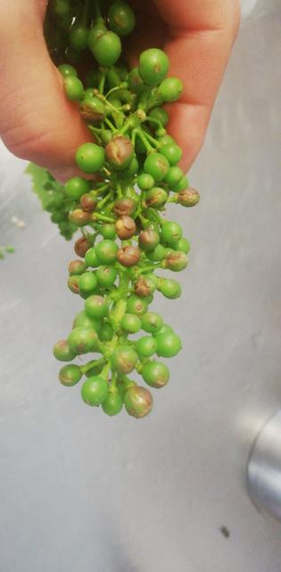 In Stein bei Loipersdorf kam es zu Schäden im Weinbau.