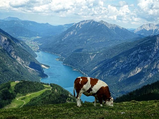 Da kann die Milch nur gut werden! Bergidylle am Stanserjoch. Im Hintergrund der Achensee!