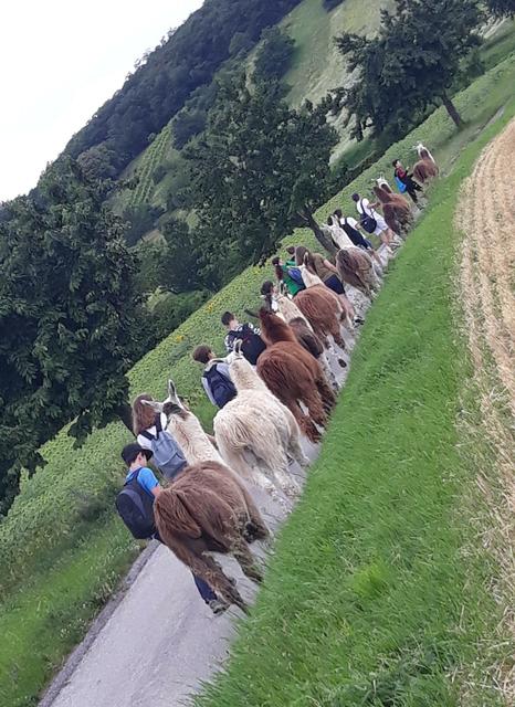 Lamas wandern hintereinander, sie haben ihre eigene Reihenfolge