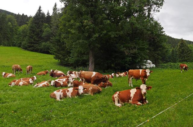 Tiere sind kein Spielzeug.