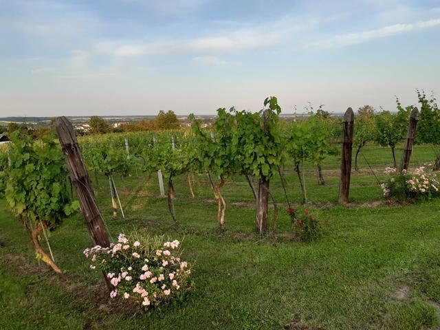 Weingarten in Winten | Foto: Saxinger/Hutsteiner