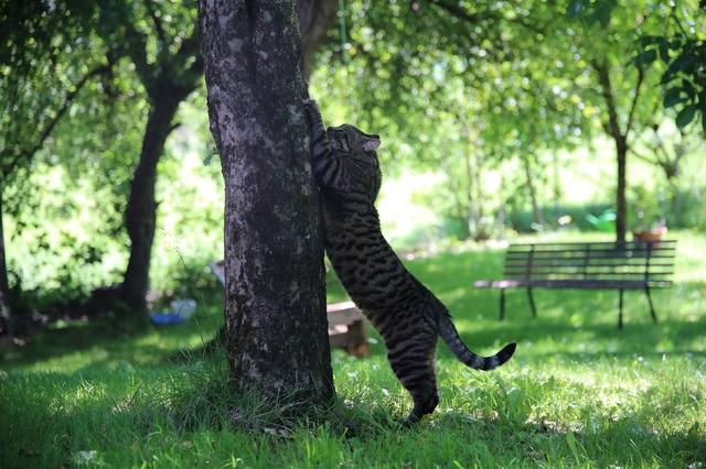 Foto: Österreichischer Tierschutzverein 