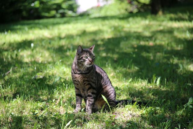Foto: Österreichischer Tierschutzverein 