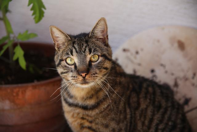 Samtpfote Billy bekam noch eine zweite Chance.