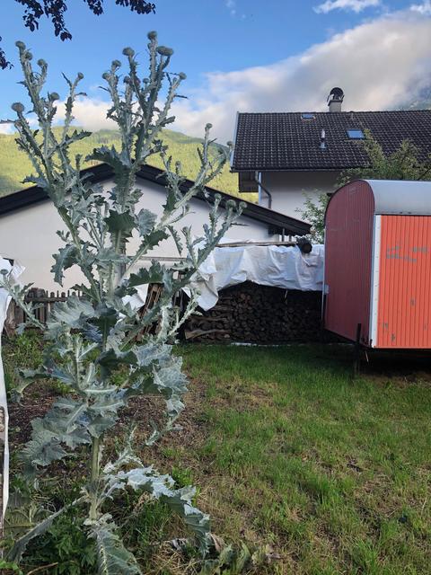 Die Eselsdistel zieht staunende Blicke auf sich.