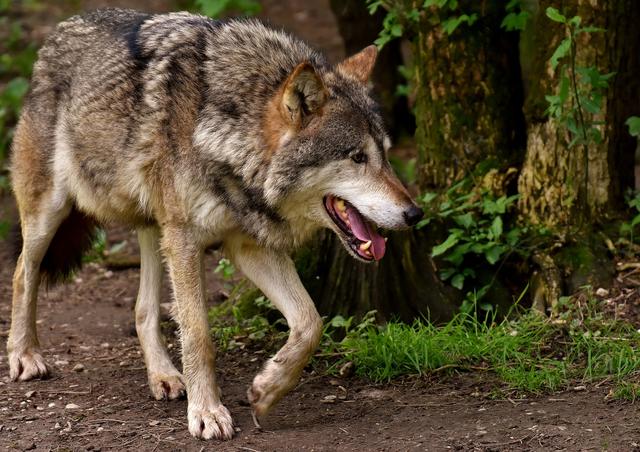 Die Ergebnisse der Genotypisierung zeigen: Am Sonnenplateau wurden ein männlicher und ein weiblicher Wolf nachgewiesen. (Symbolbild)
