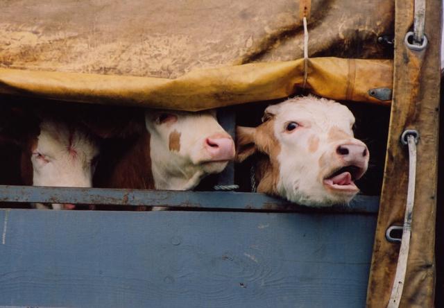 Das Verbot von Lebend-Tiertransporten ist eine der zentralen Forderungen des Tierschutz-Volksbegehrens.