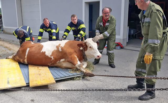 Die Freiwilligen Feuerwehren Pupping und Alkoven halfen mit vereinten Kräften einer hochträchtigen Kuh wieder auf die Beine.