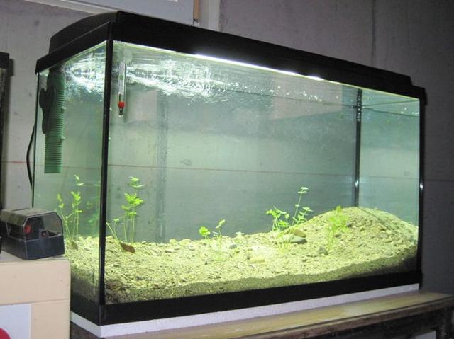 Ein eigenes Aquarium einzurichten ist gar nicht so einfach - wir zeigen euch wie das geht. | Foto: S. Wanzenböck, Uni Innsbruck, Mondsee