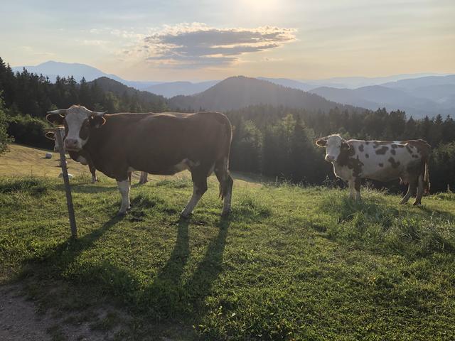 Insgesamt befinden sich im Sommer 500 Kühe rund um das Gebiet der hohen Veitsch. Die Bauern bitten um einen respektvollen Umgang.
