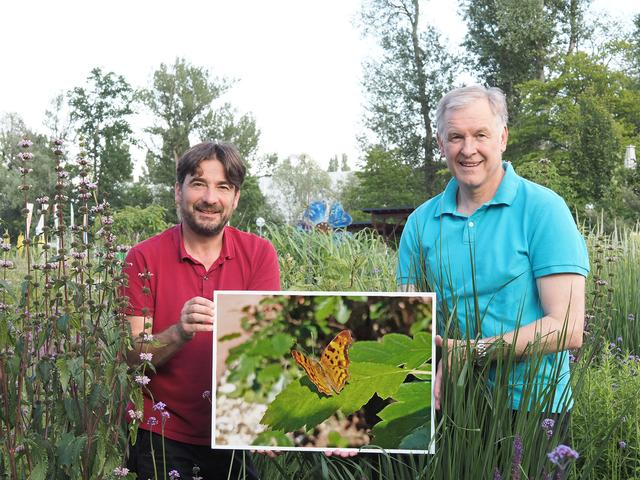 IE GARTEN TULLN Geschäftsführer Franz Gruber und Landesrat Martin Eichtinger mit dem Schnappschuss eines C-Falters, einem Schmetterling aus der Familie der Edelfalter.
  | Foto: Gabriele Moser