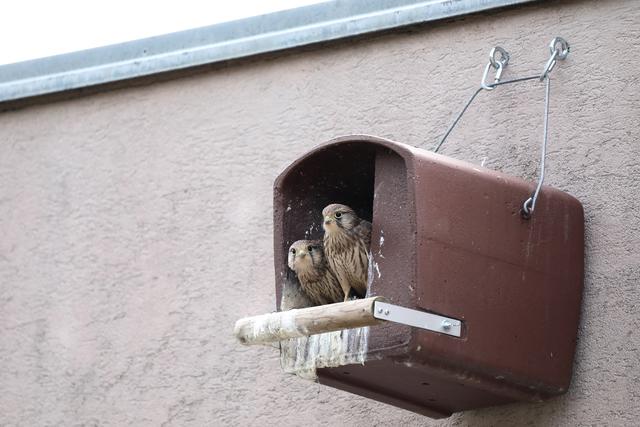Zwei Turmfalken im Niestplatz | Foto: Dein NachbarLohbach/Rudolf Hofer