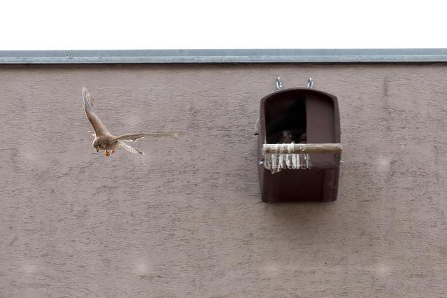 Turmfalken wirken auf Taueben abschreckend | Foto: Dein NachbarLohbach/Rudolf Hofer