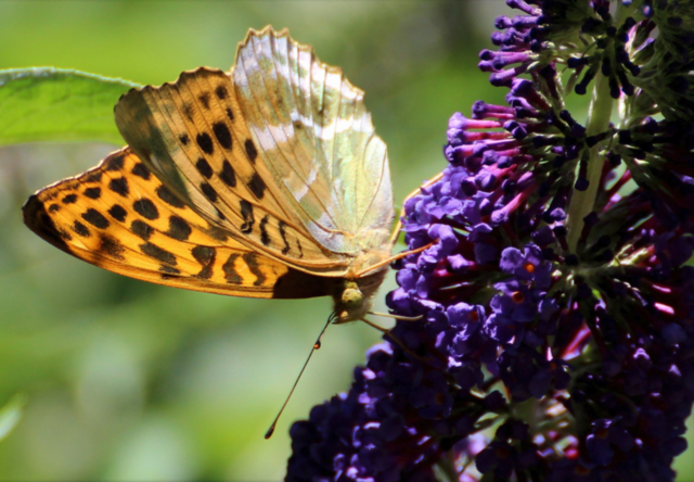 Beliebter Sommerflieder - dem Kaisermantel schmeckt es - von Gertrude Müller