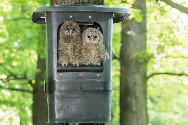 Allein aus dem Tiergarten Schönbrunn waren es 41 Habichtskäuze, die im Rahmen des Projektes wiederangesiedelt wurden.