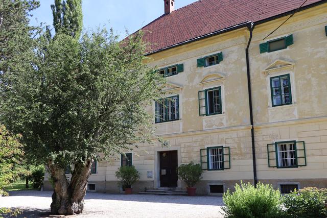 Der prächtige Weißdorn direkt vor dem Herrschaftshaus.