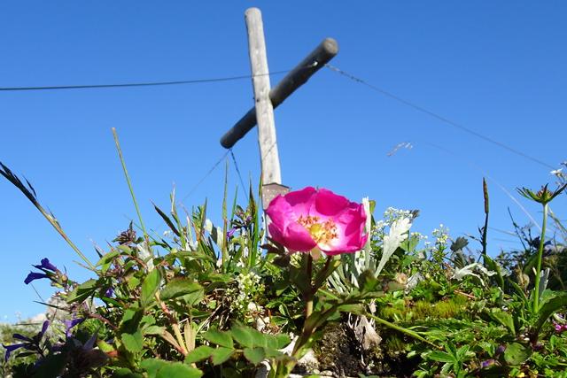 Ein netter Blumengruß vom Ringkogel um 7 Uhr in der Früh!