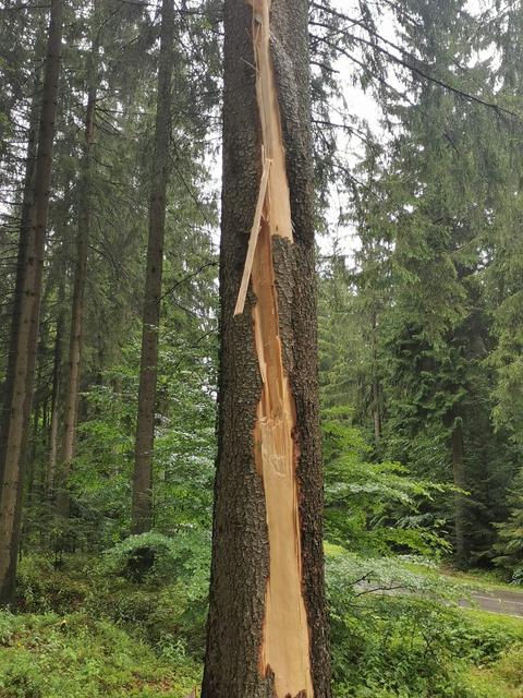 Baum nach Blitzschlag in St. Georgen/W. – Reinhard Ebner