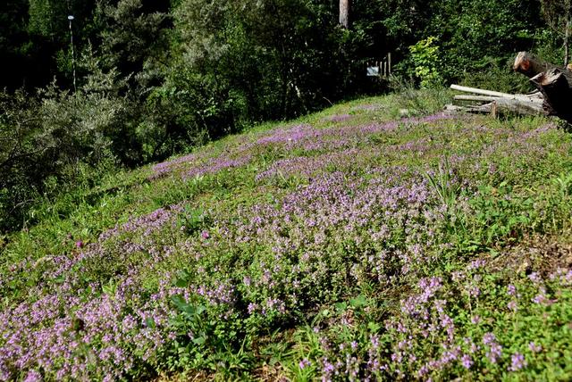 Schwazer Silberwald Gesundheits- und Heilwald - "Eine kleine Kostbarkeit"