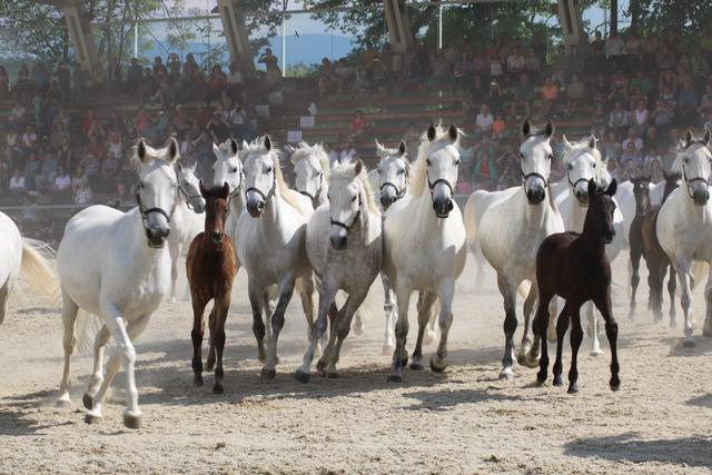 Die Lipizzaner in der Piber-Arena wird es heuer nicht geben, die Form des Almabtriebs ist noch offen. | Foto: Lederer