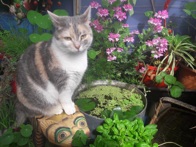 Gerlinde Grünn verbringt den Sommer mit Katze Astra am Balkon. | Foto: privat