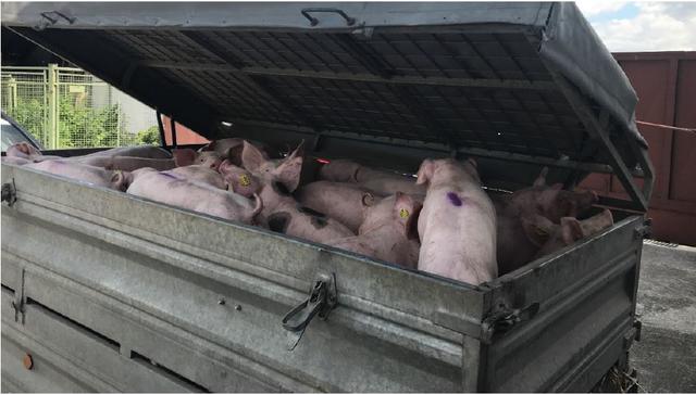 Polizei entdeckte bei Kontrolle 29 Ferkel, eingepfercht in einen kleinen Anhänger.
