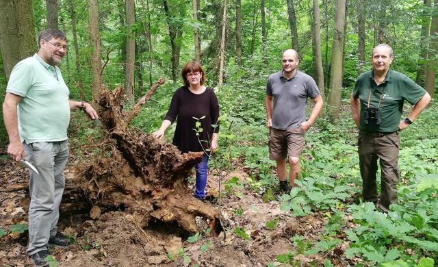 Sachverständiger der Landesforstdienste Reinhard Hagen, zuständige Stadträtin der Grünen Sabine Fasching, Bezirksförster Rupert Klinghofer und Experte vom Bundesforschungszentrum für Wald (BFW) Thomas Cech .