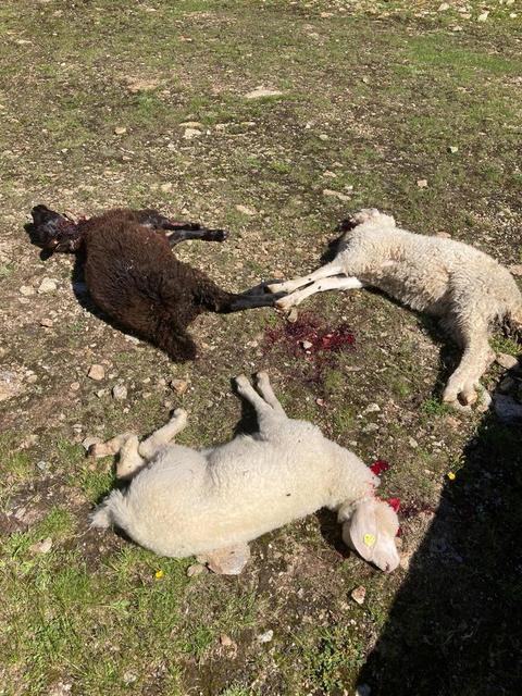 Bei drei der sieben untersuchten Schafe wurden entsprechende Bissspuren festgestellt, die einen begründeten Wolfsverdacht nahelegen. Bei den restlichen verendeten Schafen kann auch ein Absturz als Todesursache nicht ausgeschlossen werden.