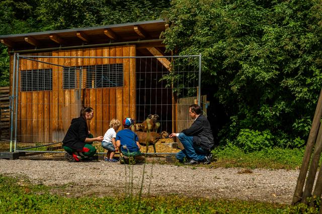 Der Hammerpark stellt einen Lebensraum für unzählige Tierarten dar, darunter Hasen, Enten, Eichhörnchen, die seltenen Waldkauze und seit Neustem auch Kamerunschafe. | Foto: Arman Behpournia