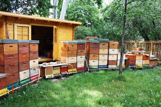 Die Bienenstöcke im Garten werden laufend mehr. Die Ernte kann sich sehen lassen.