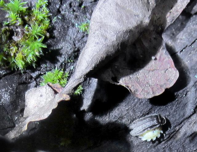 „Leuchtkäfer (Glühwürmchen) bei der Paarung am Boden: das geflügelte, schwarze Männchen sitzt auf dem nicht flugfähigen, elfenbeinfarbigen Weibchen.“ | Foto: Privat