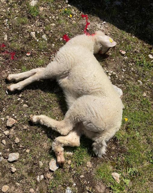 Tote Schafe auf der Versing Alm in See: Mit einem Biss in die Kehle getötet, gefressen hat der Beutegreifer das Tier allerdings nicht.  | Foto: Michael Pircher