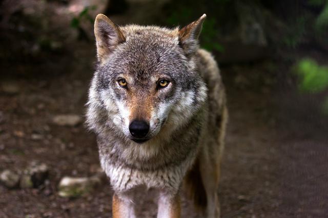 Der Wolf ist schon lange ein heißdiskutierters Thema in Salzburg.