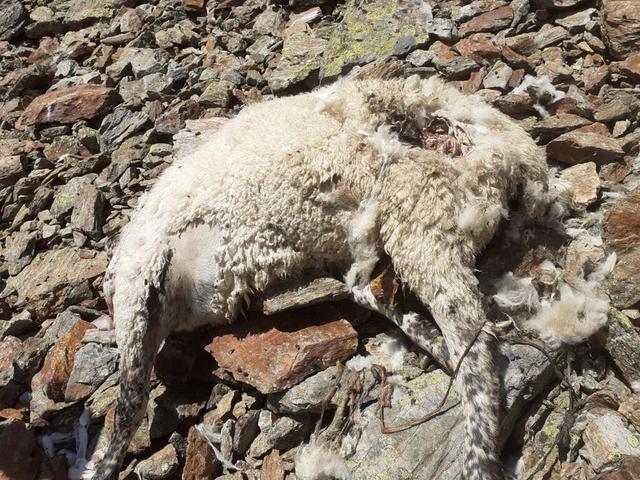 Im Bereich der Versing Alpe wurden bereits acht tote Schafe gefunden. In der Region Paznaun/Serfaus soll der Problemwolf bereits 21 Schafe gerissen haben.