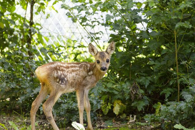 Das junge Kitz wurde vor ein paar Wochen an der Donau gefunden.  Sie ist die letzten Wochen im Tierpark mit dem Fläschchen aufgezogen worden und hat schon ein eigens Gehege bezogen.  | Foto: Foto: Tierpark Altenfelden