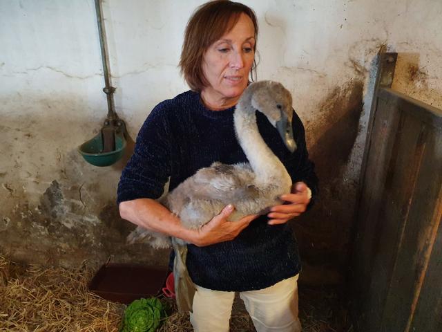 Doris Hofner-Foltin untersuchte den Jungschwan.