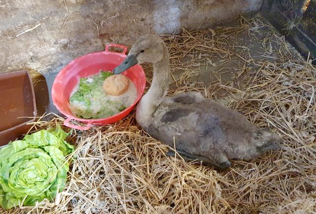 Dieser Babyschwan wurde im Tierparadies Schabenreith abgegeben.