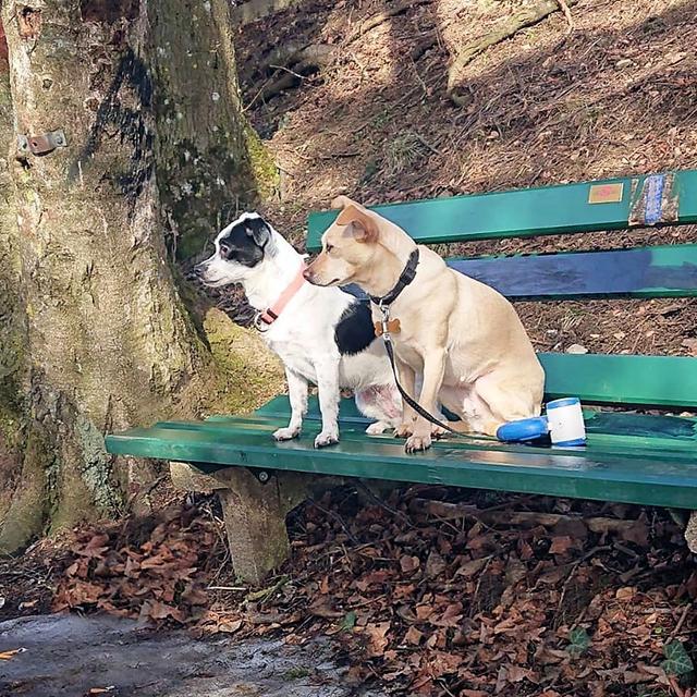 Lilli und Nala warten schon, bis es los geht! | Foto: Bettina Berthold