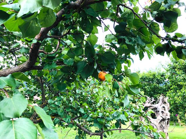 Ein einzelne Marille hängt an diesem Baum in Willendorf. | Foto: Doris Necker
